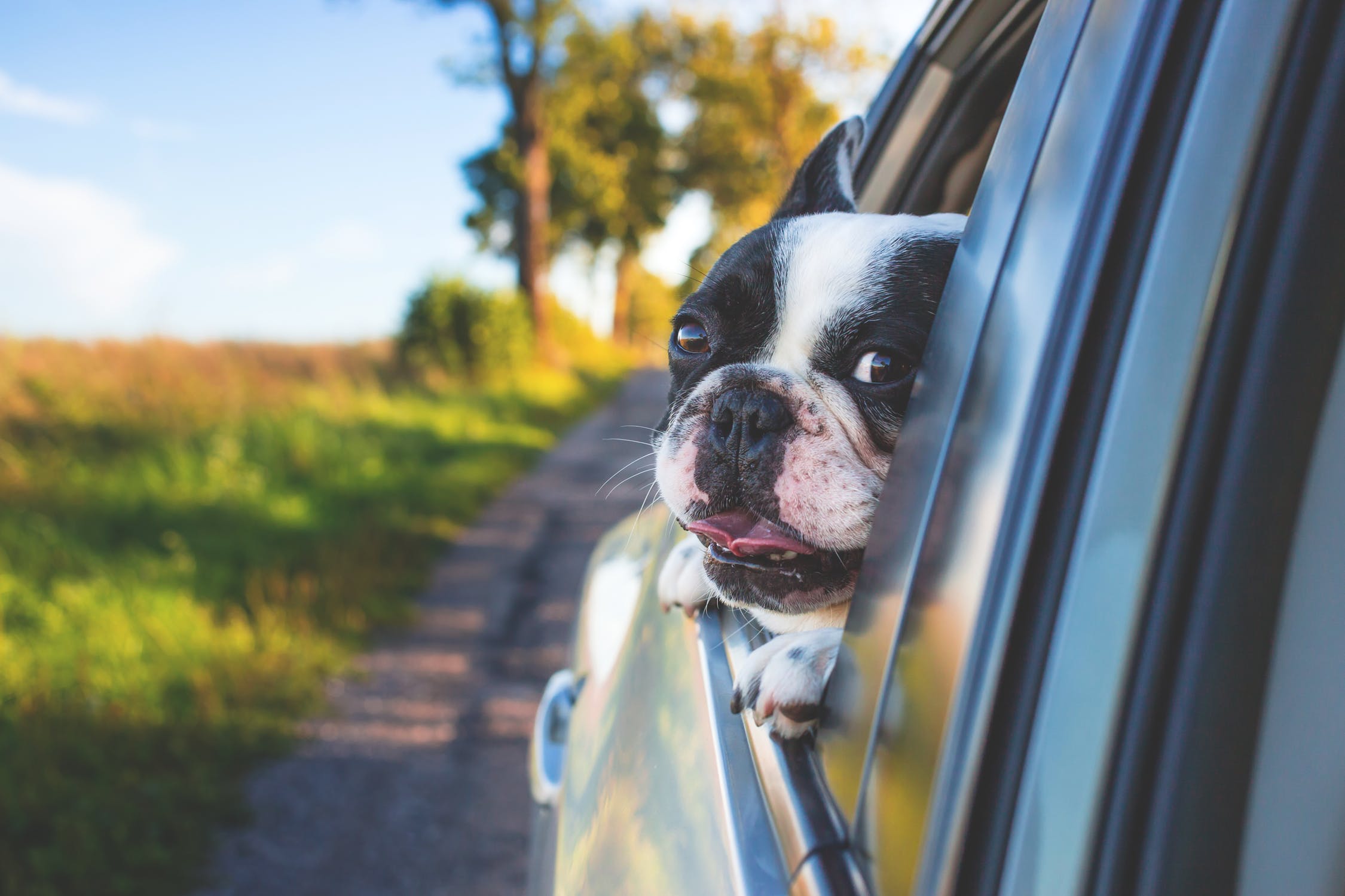 Dog outside of a car